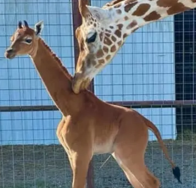 USA : Une girafe femelle naît sans tache 2 - Le Progrès Egyptien USA : Une girafe femelle naît sans tache 1 - Le Progrès Egyptien