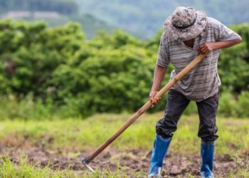 Pour des cultures résistantes à la sécheresse