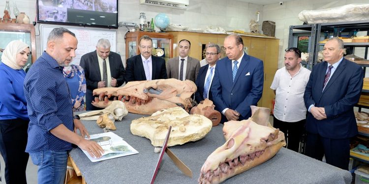 Université Mansoura : Découverte d'un genre de baleine éteinte, âgée de 41 millions d'années 2 - Le Progrès Egyptien Université Mansoura : Découverte d'un genre de baleine éteinte, âgée de 41 millions d'années 1 - Le Progrès Egyptien