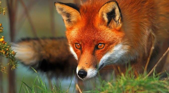 Un proverbe, une histoire 2 - Le Progrès Egyptien Un proverbe, une histoire 1 - Le Progrès Egyptien