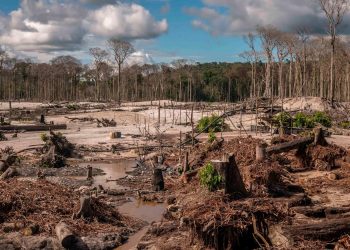 Lula, nouveau leader de la forêt amazonienne ?