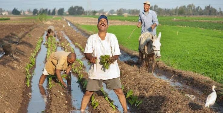 La Journée du "fellah"... intérêts et bénéfices 1 - Le Progrès Egyptien