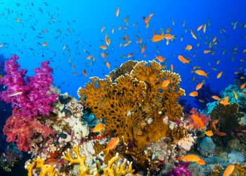 Le saviez-vous ? Les coraux sont en danger