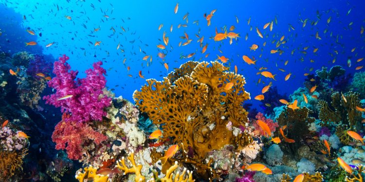 Le saviez-vous ? Les coraux sont en danger 1 - Le Progrès Egyptien