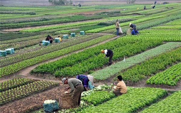 Augmenter la productivité agricole 1 - Le Progrès Egyptien