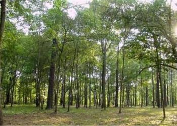 Vers des forêts arbustives à Ménia  