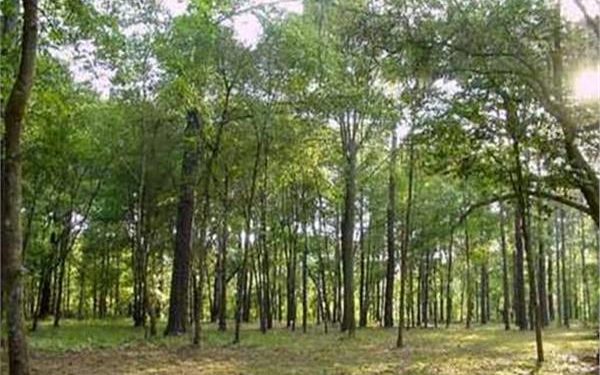 Vers des forêts arbustives à Ménia   1 - Le Progrès Egyptien