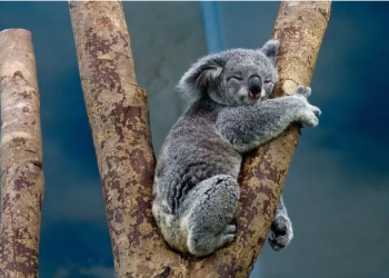 Australie : Pour sauver les koalas, l’exploitation forestière interdite