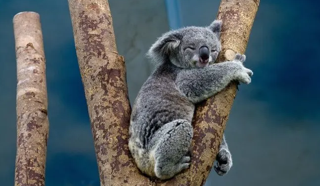 Australie : Pour sauver les koalas, l’exploitation forestière interdite 1 - Le Progrès Egyptien