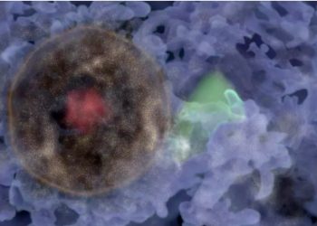 Première découverte d’une “bulle de galaxies”