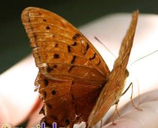 L’éthique du Prophète