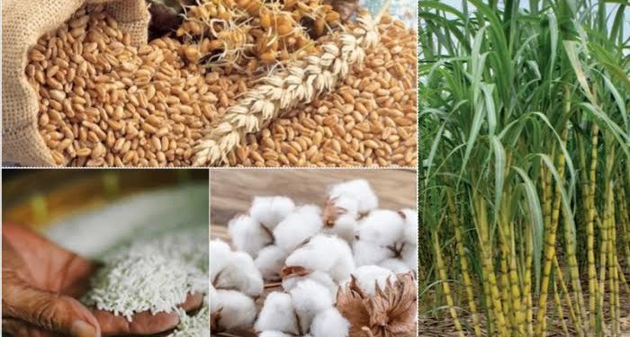 Encourager les agriculteurs à cultiver des produits stratégiques 2 - Le Progrès Egyptien Encourager les agriculteurs à cultiver des produits stratégiques 1 - Le Progrès Egyptien