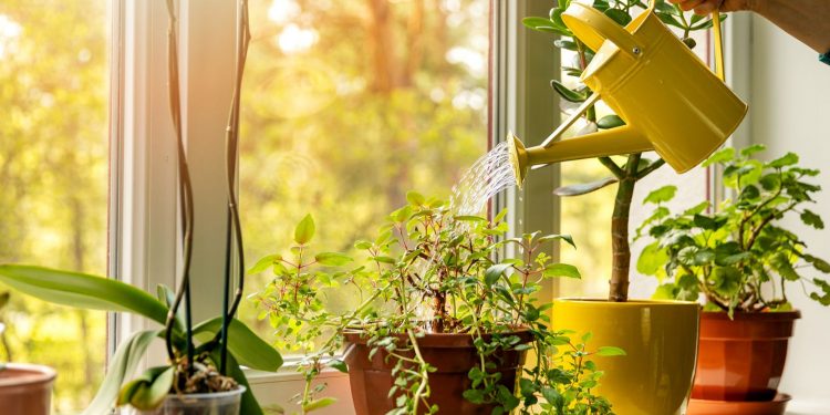 Idées pour entretenir ses plantes 2 - Le Progrès Egyptien Idées pour entretenir ses plantes 1 - Le Progrès Egyptien