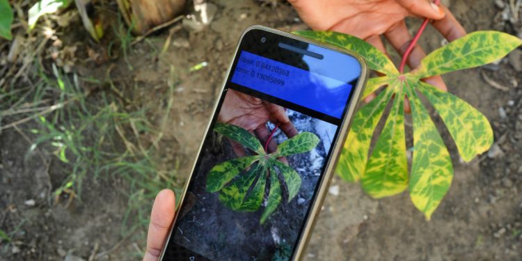 Plantes : Une application détecte les maladies 1 - Le Progrès Egyptien