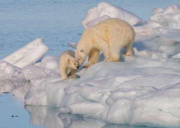 Déclin des ours polaires : Les GAS responsables