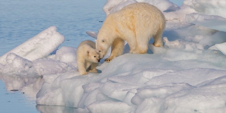Déclin des ours polaires : Les GAS responsables 1 - Le Progrès Egyptien