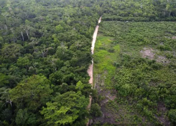 La lutte pour la restauration de la réserve de biosphère Maya