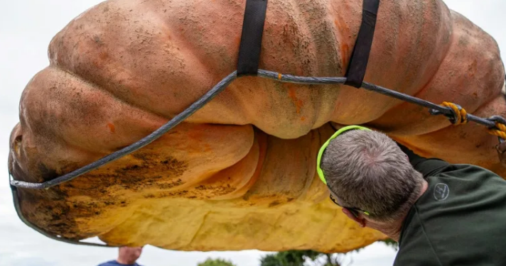 Une citrouille bat le record du monde aux USA 2 - Le Progrès Egyptien Une citrouille bat le record du monde aux USA 1 - Le Progrès Egyptien