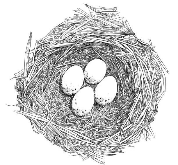 Un proverbe, une histoire 1 - Le Progrès Egyptien Bird Nest with Eggs Pen and Ink Vector Drawing