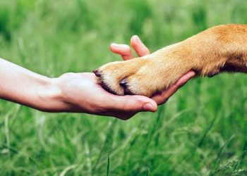 Droits des animaux