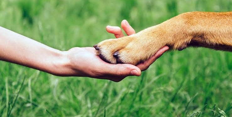 Droits des animaux 2 - Le Progrès Egyptien Droits des animaux 1 - Le Progrès Egyptien