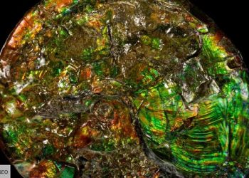 Une nouvelle “loi de la nature” qui englobe le vivant, les planètes et les étoiles