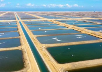 La “Photo de profil”, Une invention pharaonique ?