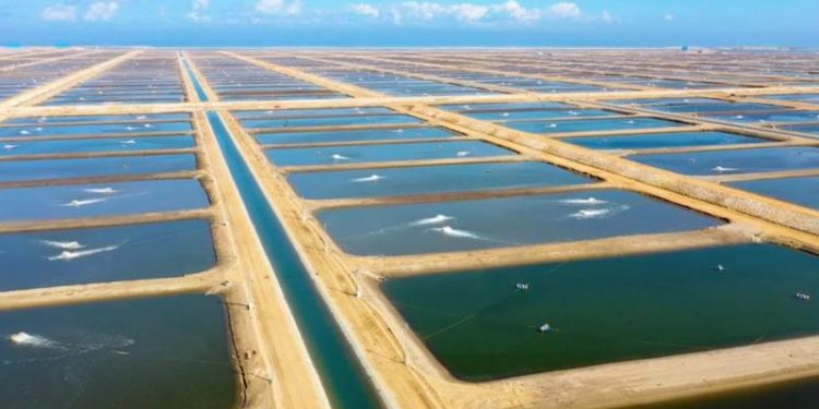 Pisciculture : Développement des Lacs “Turquoise” pour une meilleure performance 2 - Le Progrès Egyptien Pisciculture : Développement des Lacs “Turquoise” pour une meilleure performance 1 - Le Progrès Egyptien