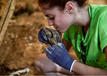 Liverpool ralenti à Brighton, malgré un doublé de Salah