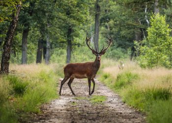 80% des habitats naturels en Europe sont dégradés