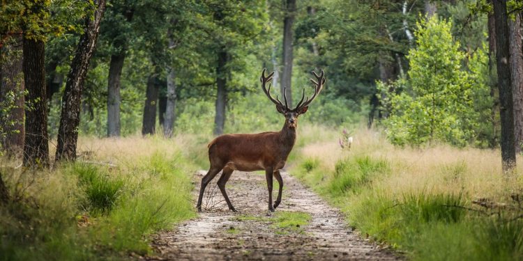 80% des habitats naturels en Europe sont dégradés 2 - Le Progrès Egyptien 80% des habitats naturels en Europe sont dégradés 1 - Le Progrès Egyptien