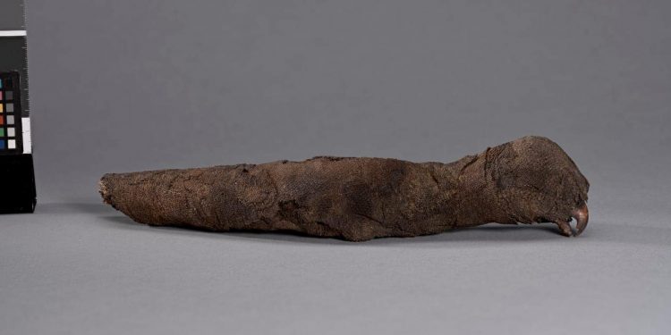 Récupération d’artefacts de la Nouvelle-Zélande 2 - Le Progrès Egyptien Récupération d’artefacts de la Nouvelle-Zélande 1 - Le Progrès Egyptien