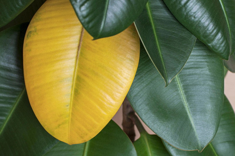 Pourquoi les feuilles de ma plante jaunissent ? 6 - Le Progrès Egyptien Pourquoi les feuilles de ma plante jaunissent ? 5 - Le Progrès Egyptien