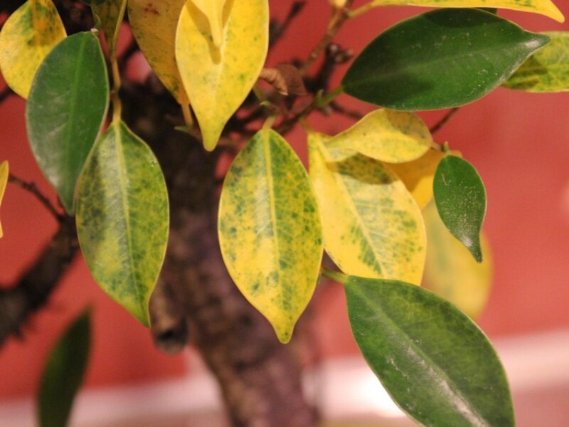Pourquoi les feuilles de ma plante jaunissent ? 8 - Le Progrès Egyptien Pourquoi les feuilles de ma plante jaunissent ? 7 - Le Progrès Egyptien
