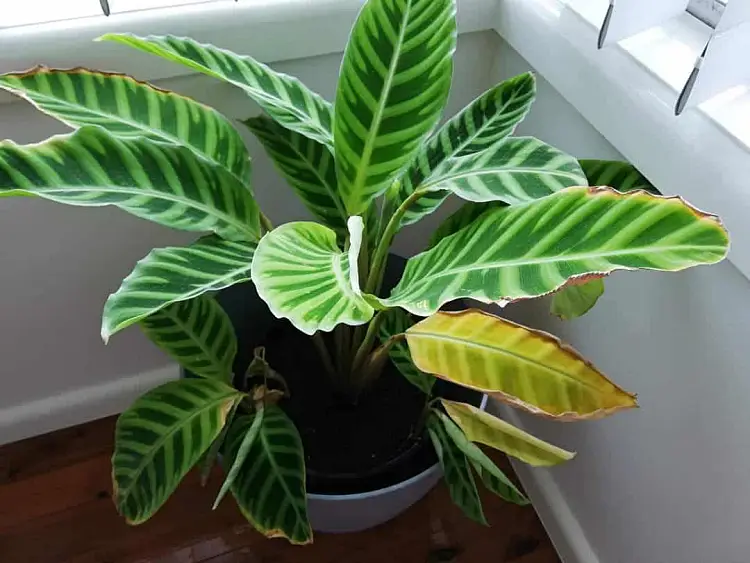 Pourquoi les feuilles de ma plante jaunissent ? 10 - Le Progrès Egyptien Pourquoi les feuilles de ma plante jaunissent ? 9 - Le Progrès Egyptien