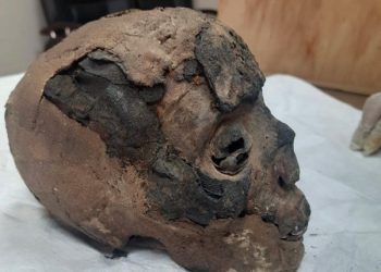 AE : Des pièces archéologiques récupérées de la Nouvelle-Zélande