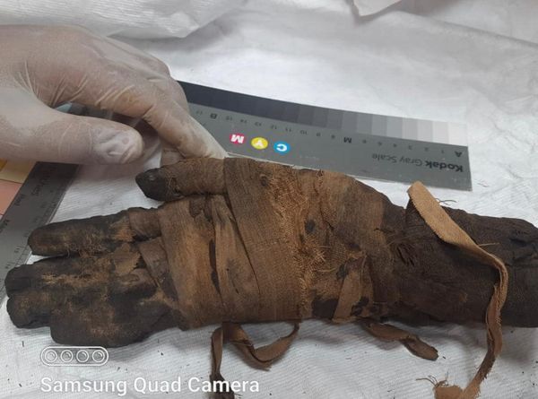 AE : Des pièces archéologiques récupérées de la Nouvelle-Zélande 4 - Le Progrès Egyptien AE : Des pièces archéologiques récupérées de la Nouvelle-Zélande 3 - Le Progrès Egyptien