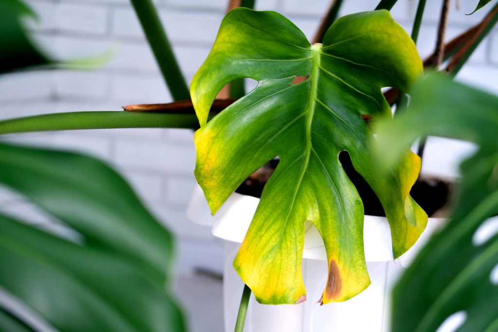 Pourquoi les feuilles de ma plante jaunissent ? 4 - Le Progrès Egyptien Pourquoi les feuilles de ma plante jaunissent ? 3 - Le Progrès Egyptien