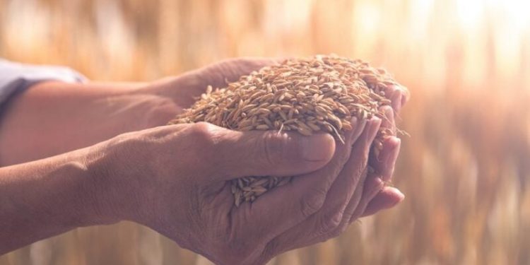 Grands efforts en sécurité alimentaire 1 - Le Progrès Egyptien