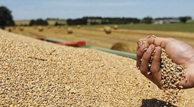 Afrique de l’Ouest : La production de céréales devrait grimper 1 - Le Progrès Egyptien