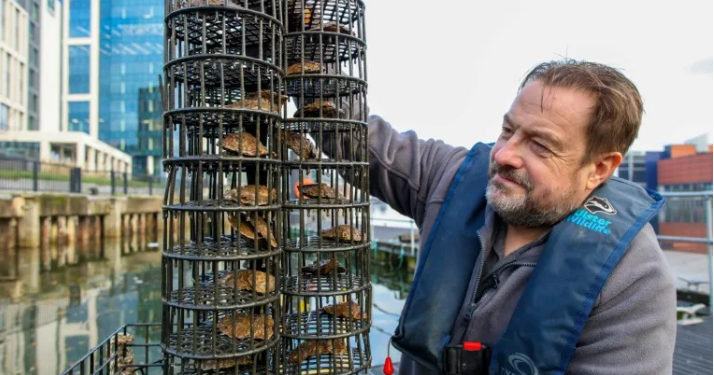 Belfast : Après un siècle d’absence, les huîtres de retour 2 - Le Progrès Egyptien Belfast : Après un siècle d’absence, les huîtres de retour 1 - Le Progrès Egyptien