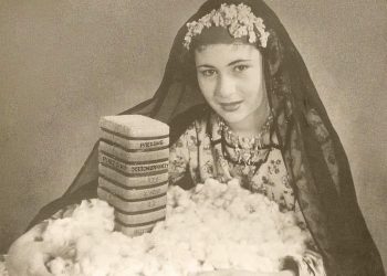 La récolte de l’or blanc, couronnement de la saison dure