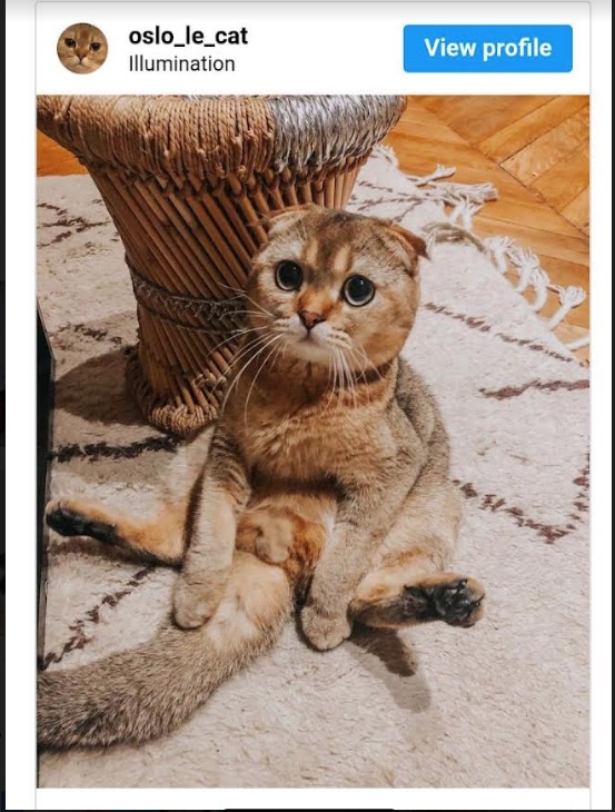 Des animaux stars des réseaux sociaux 18 - Le Progrès Egyptien Des animaux stars des réseaux sociaux 17 - Le Progrès Egyptien