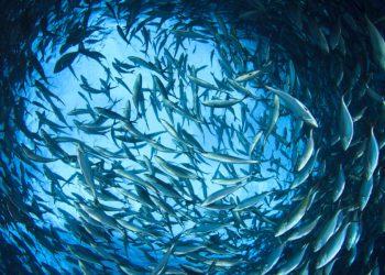La pêche dorénavant éco responsable