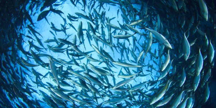 La pêche dorénavant éco responsable 1 - Le Progrès Egyptien