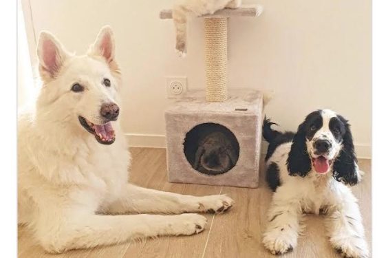 Des animaux stars des réseaux sociaux 1 - Le Progrès Egyptien