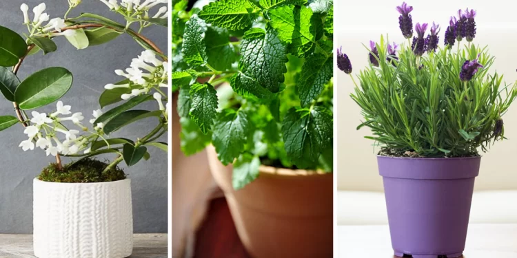 Quelles plantes pour parfumer votre maison ? 2 - Le Progrès Egyptien Quelles plantes pour parfumer votre maison ? 1 - Le Progrès Egyptien
