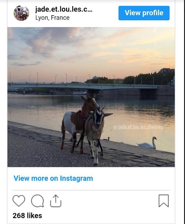 Des animaux stars des réseaux sociaux 12 - Le Progrès Egyptien Des animaux stars des réseaux sociaux 11 - Le Progrès Egyptien