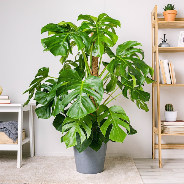 Quelles plantes pour un air tropical chez vous ? 6 - Le Progrès Egyptien Quelles plantes pour un air tropical chez vous ? 5 - Le Progrès Egyptien