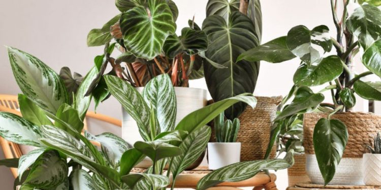 Quelles plantes pour un air tropical chez vous ? 2 - Le Progrès Egyptien Quelles plantes pour un air tropical chez vous ? 1 - Le Progrès Egyptien